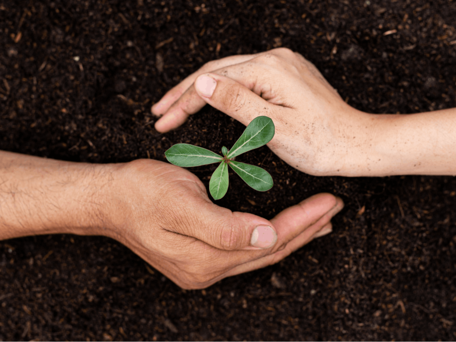 Succession and Estate Planning